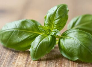 Unlock Fresh Basil’s Versatile Flavors and Health Benefits