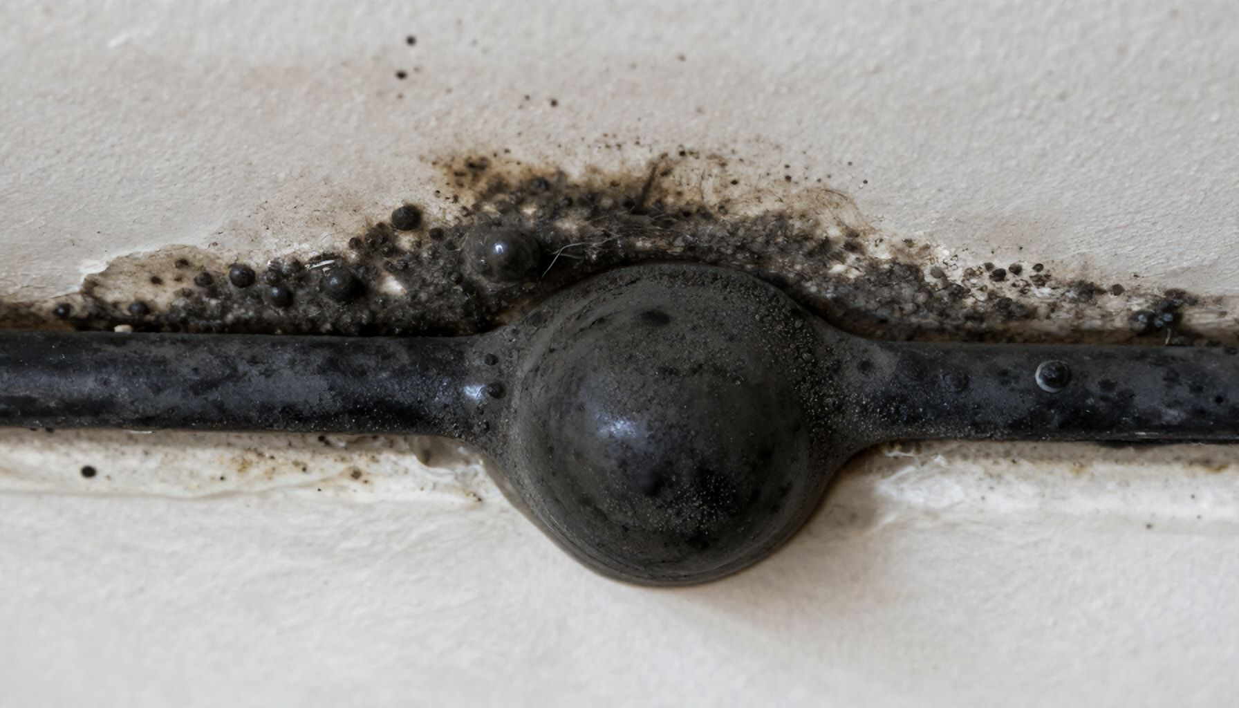 How to Spot the Telltale Signs of Black Mold in Your Home*