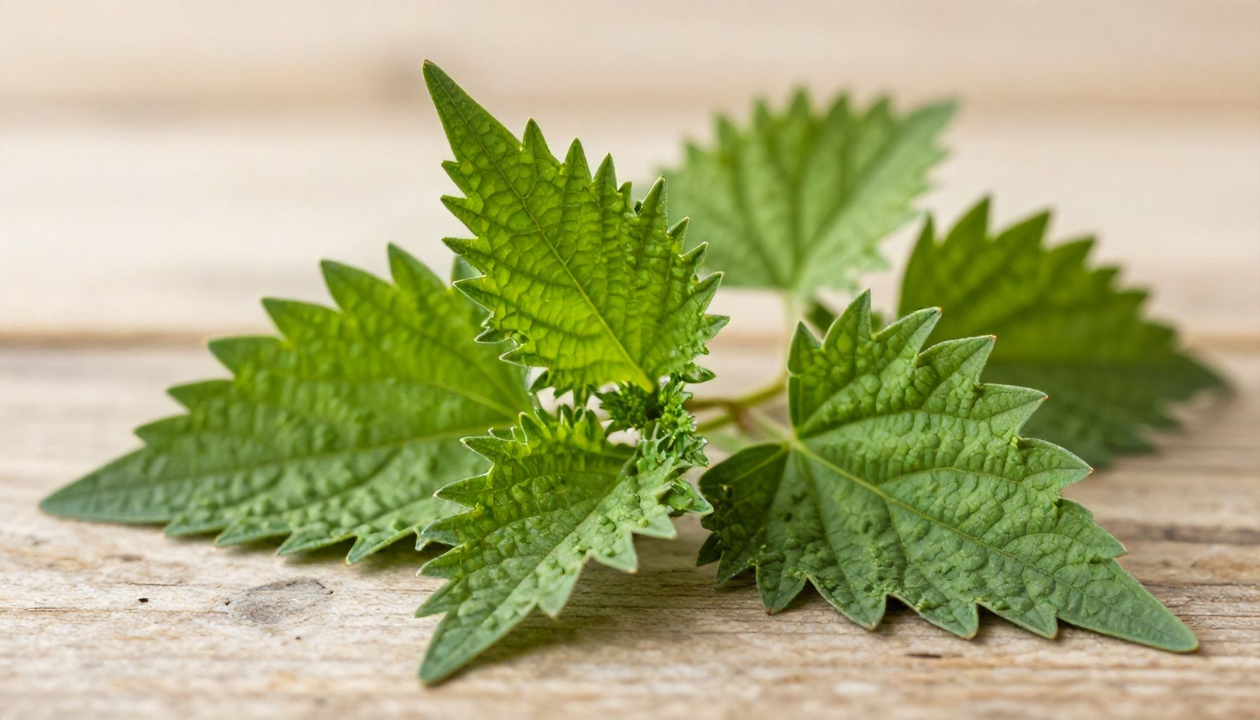 The Surprising Benefits of Jaggy Nettle for Skin and Hair Health*
