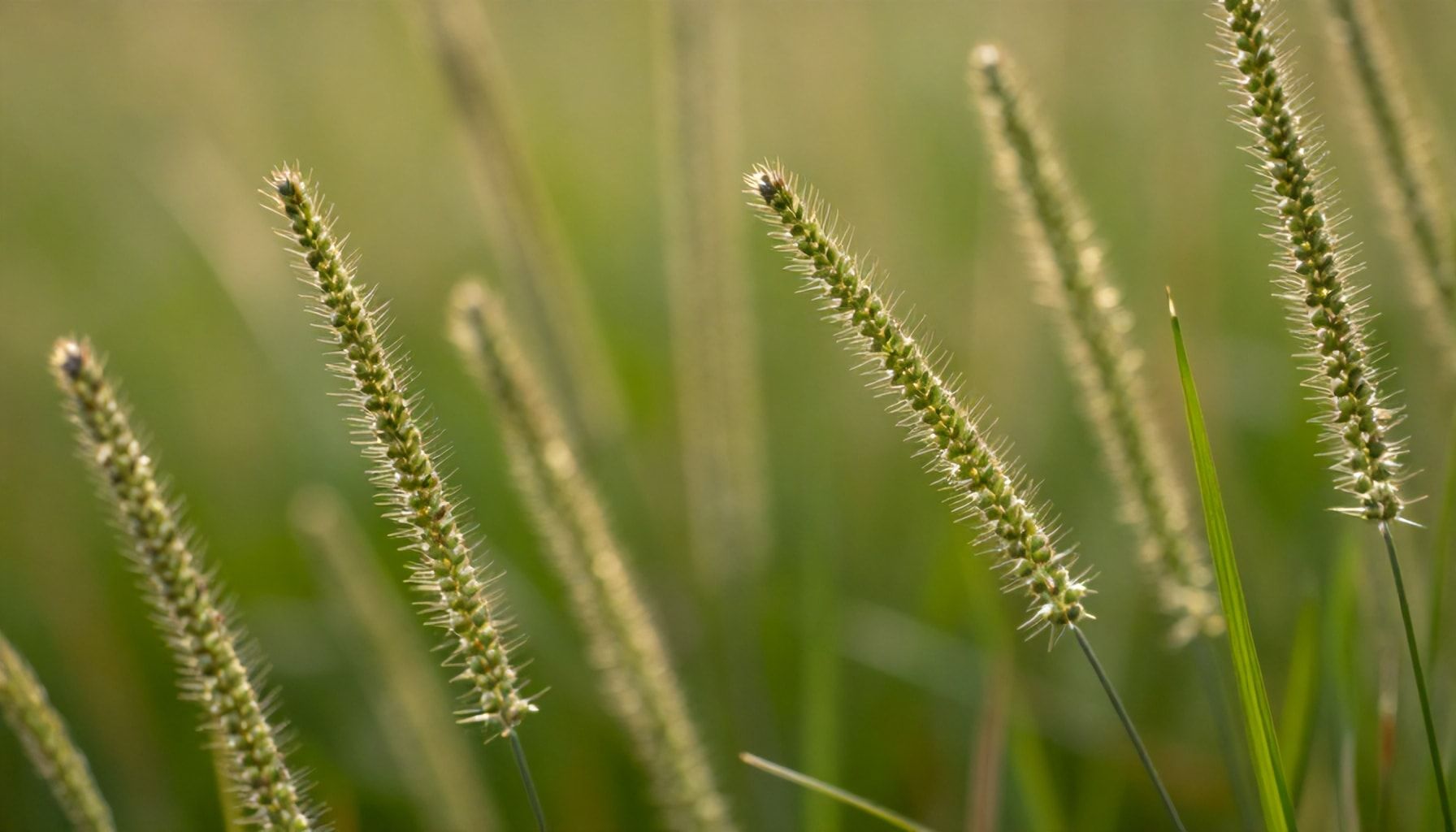 The Truth About Lyposingrass: Why It’s the Secret Weapon for Skill Masters*