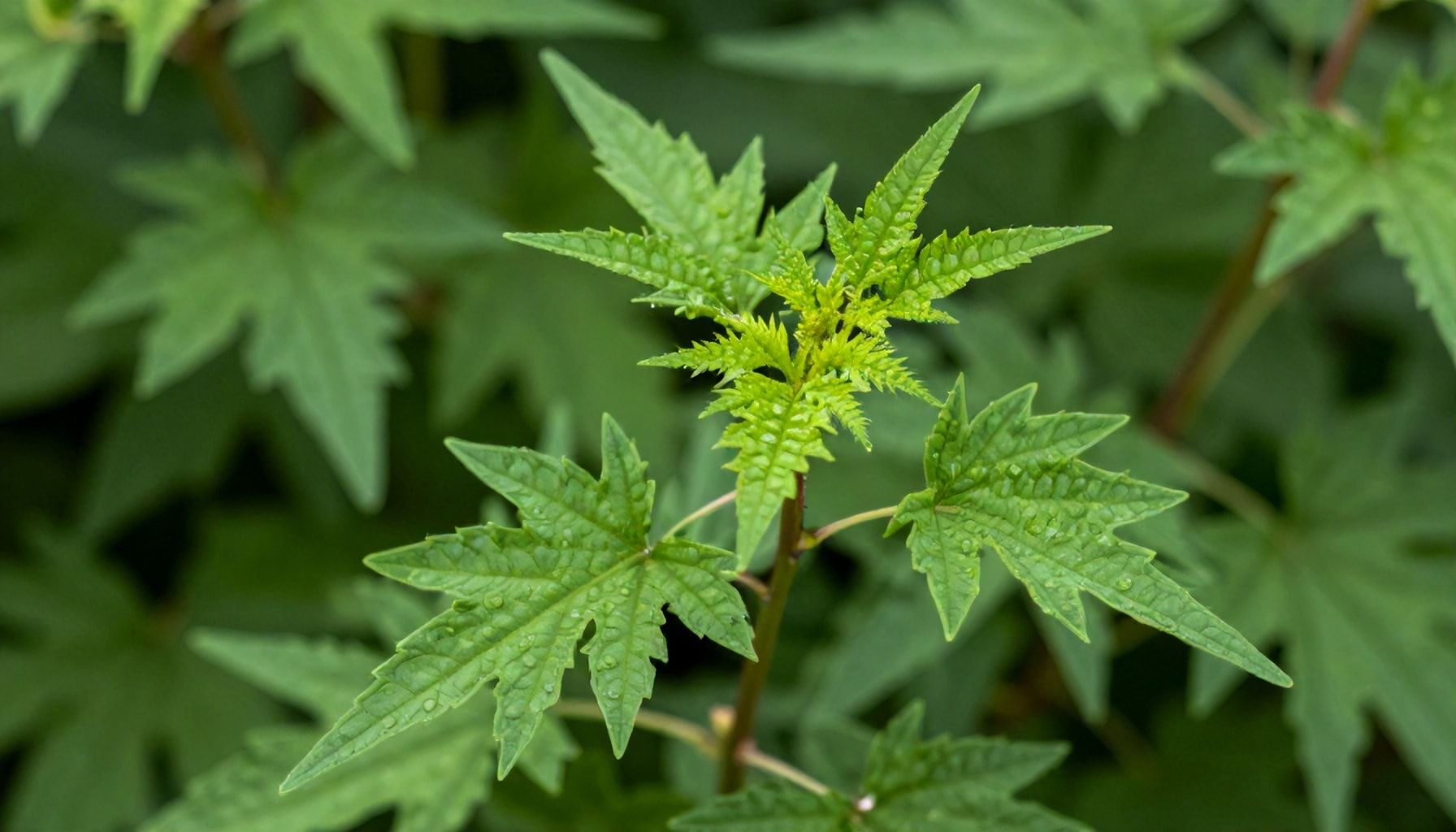 Why Jaggy Nettle Could Be Your Secret Weapon for Energy*